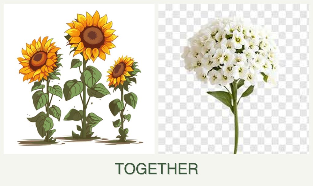 Can you plant sunflowers and alyssum together?