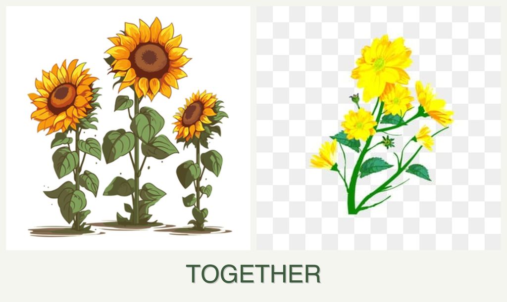Can you plant sunflowers and calendula together?