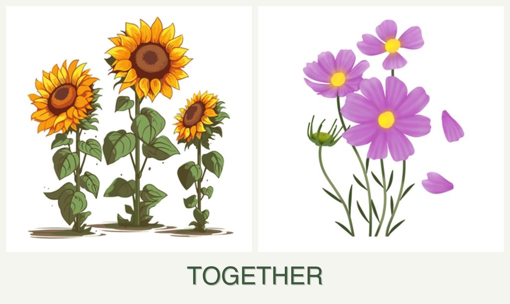 Can you plant sunflowers and cosmos together?