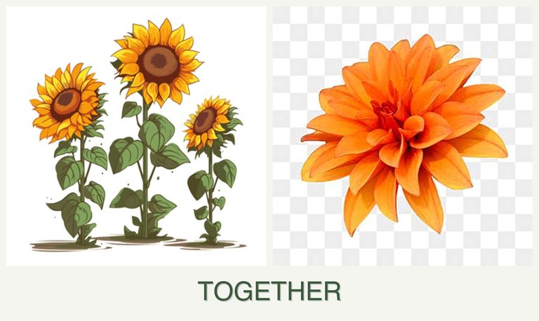 Can you plant sunflowers and dahlias together?