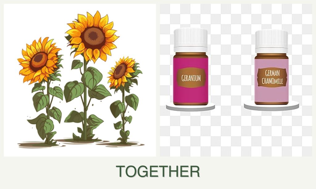 Can you plant sunflowers and geraniums together?