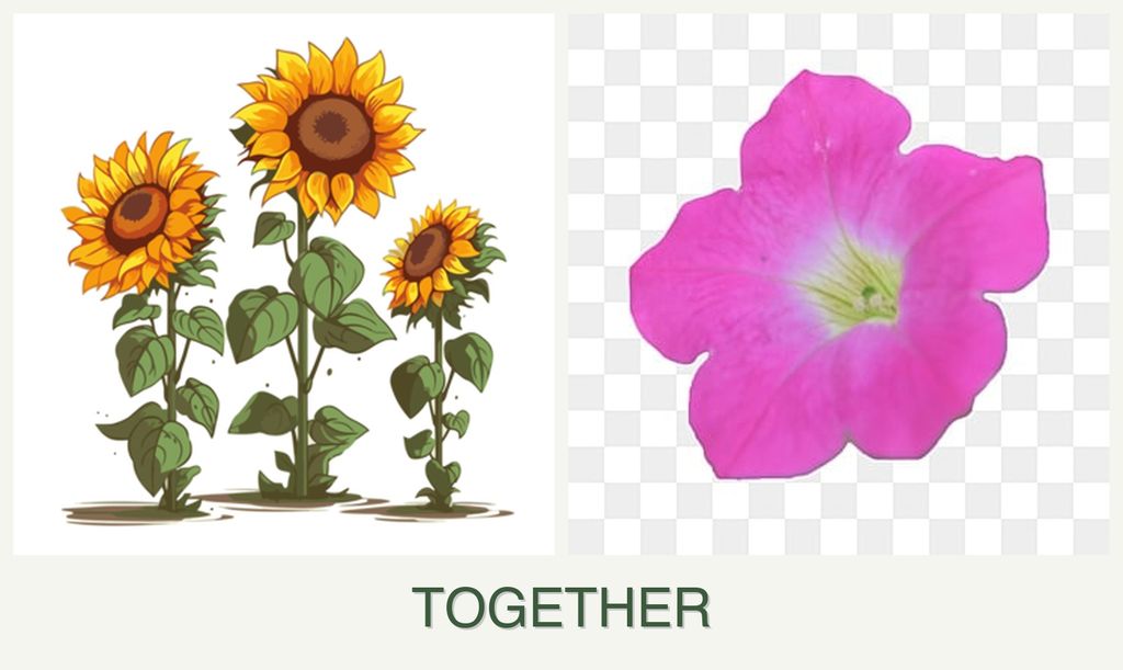 Can you plant sunflowers and petunias together?