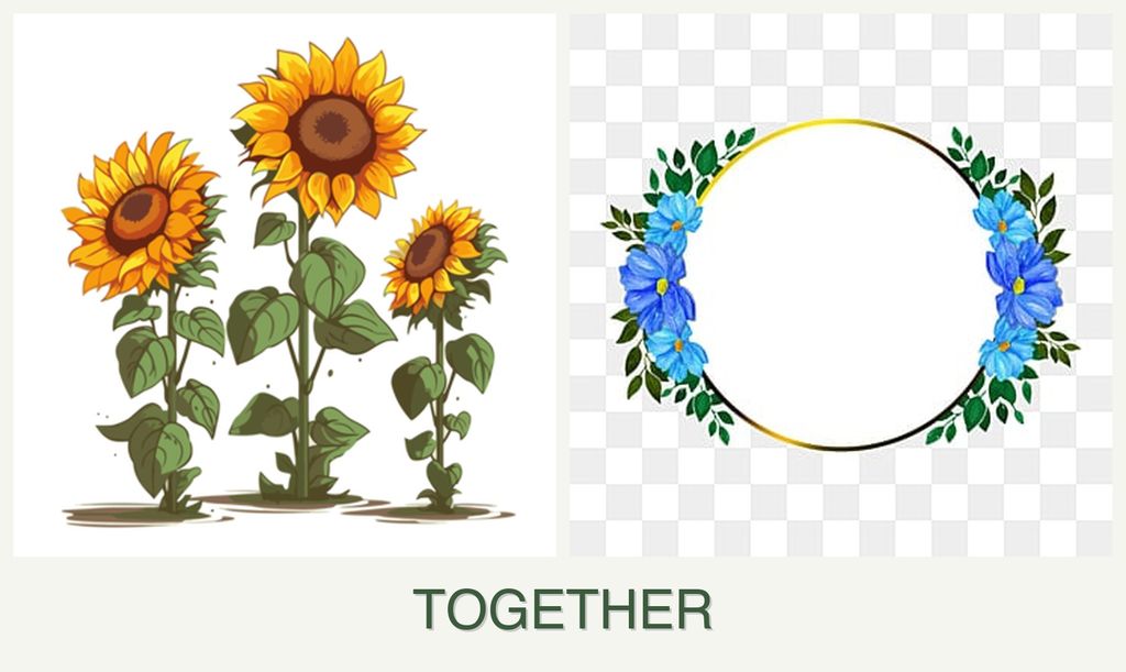 Can you plant sunflowers and zinnias together?