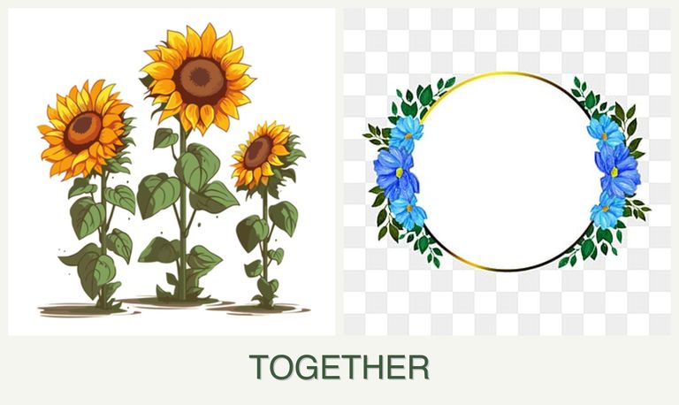 Can you plant sunflowers and zinnias together?