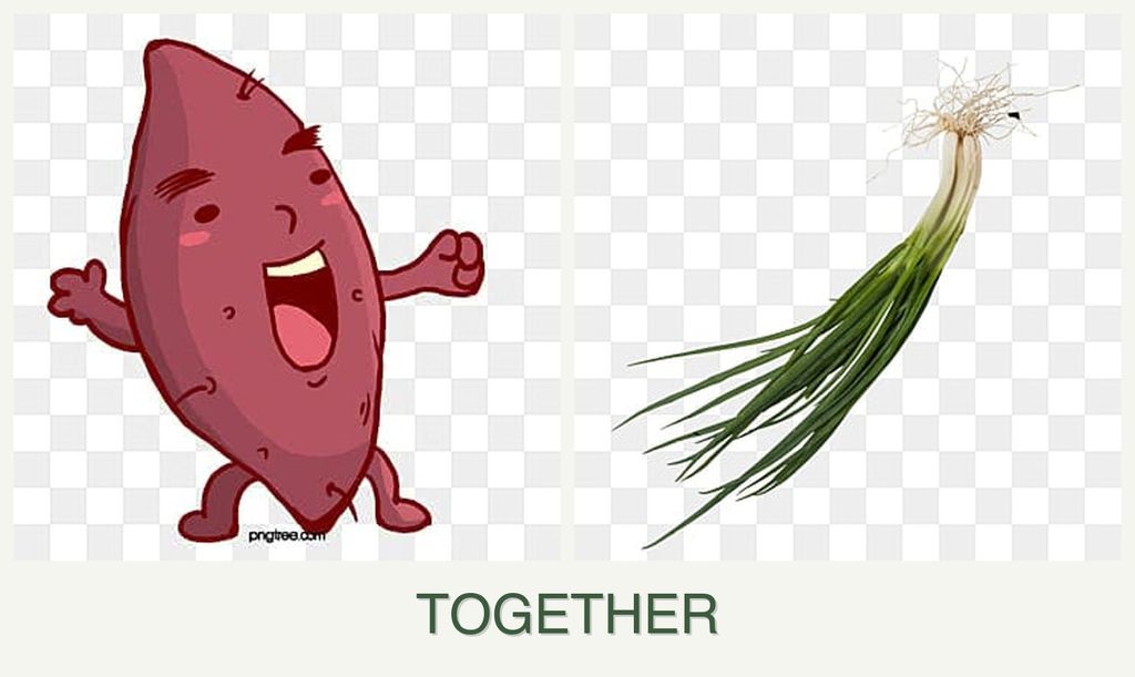 Can you plant sweet potatoes and chives together?