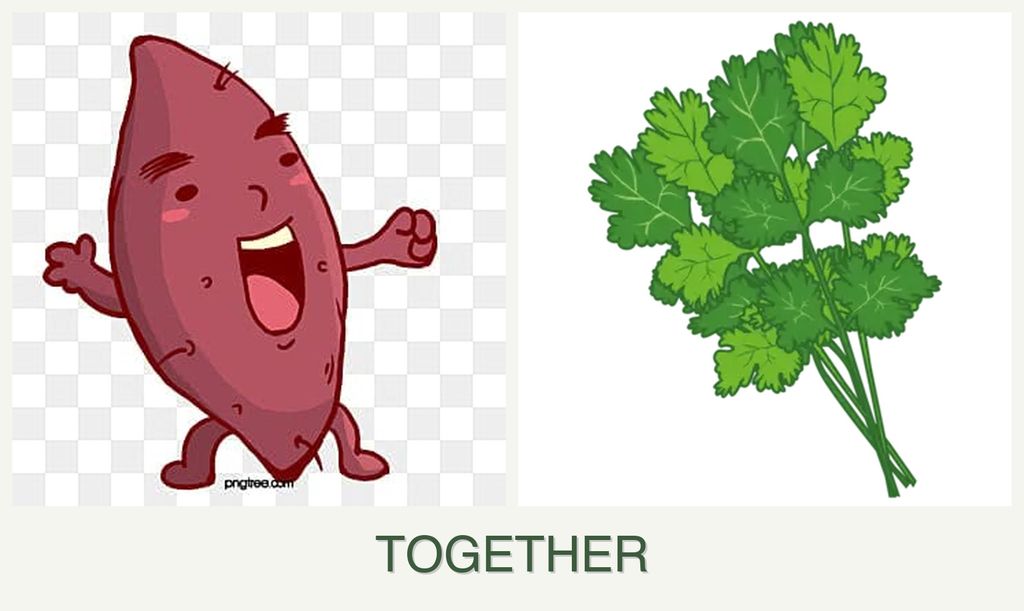 Can you plant sweet potatoes and cilantro together?