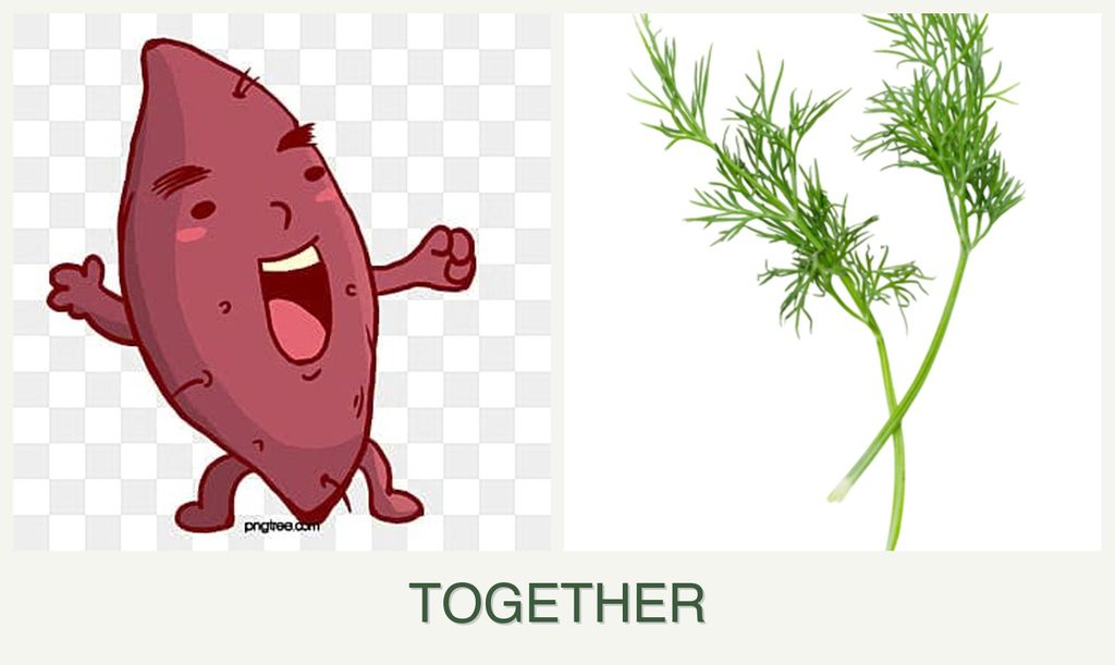 Can you plant sweet potatoes and dill together?