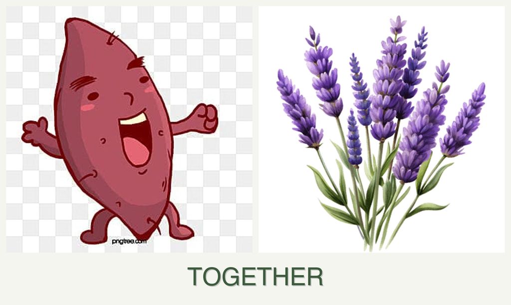 Can you plant sweet potatoes and lavender together?