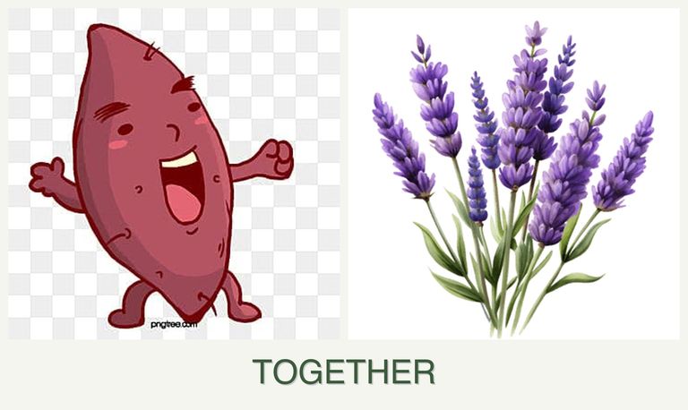 Can you plant sweet potatoes and lavender together?