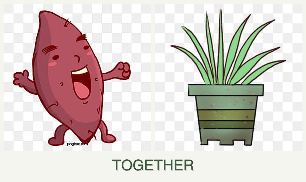 Can you plant sweet potatoes and lemongrass together?