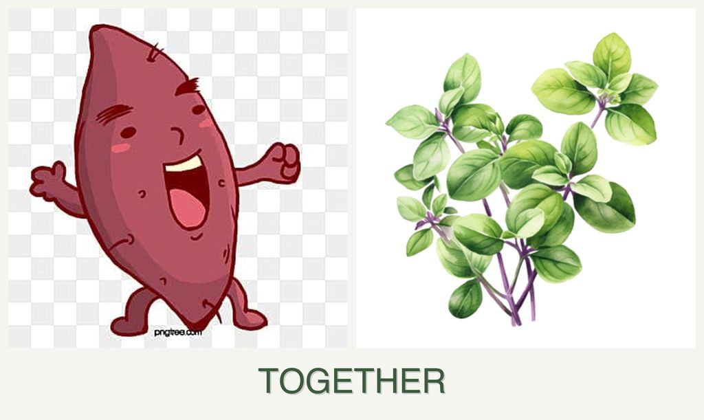 Can you plant sweet potatoes and oregano together?