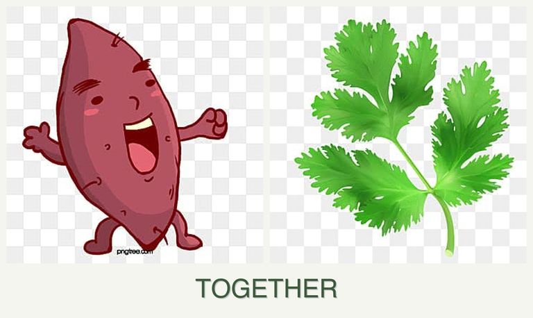 Can you plant sweet potatoes and parsley together?