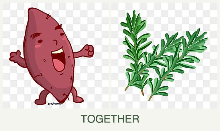 Can you plant sweet potatoes and rosemary together?