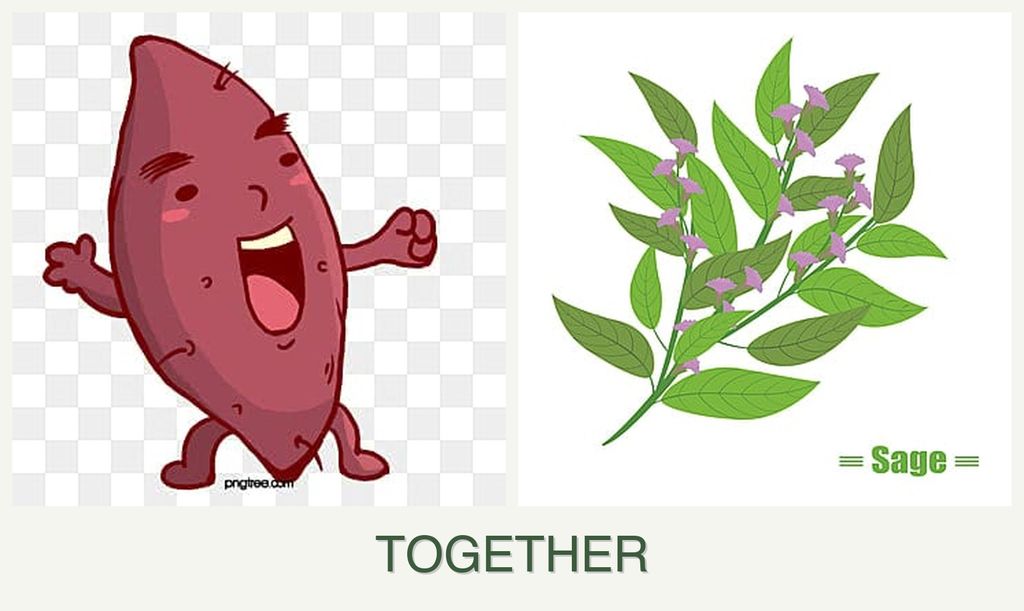 Can you plant sweet potatoes and sage together?