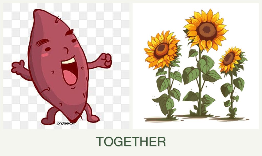 Can you plant sweet potatoes and sunflowers together?