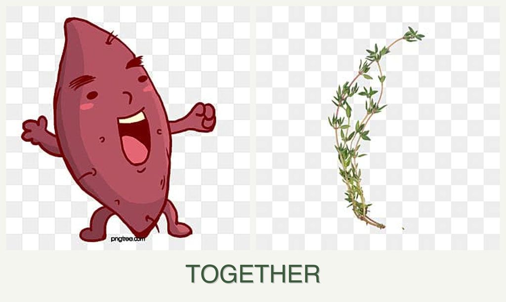 Can you plant sweet potatoes and thyme together?