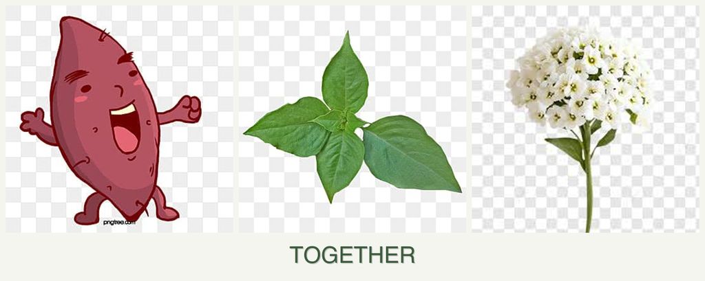 Can you plant sweet potatoes, basil and alyssum together?