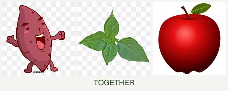 Can you plant sweet potatoes, basil and apples together?