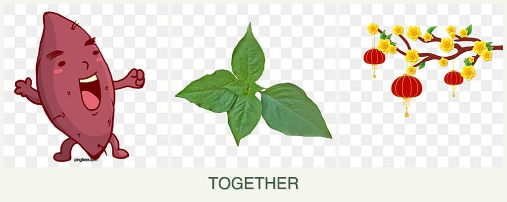 Can you plant sweet potatoes, basil and apricots together?