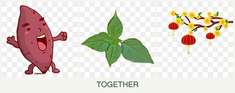 Can you plant sweet potatoes, basil and apricots together?