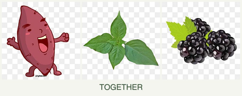 Can you plant sweet potatoes, basil and blackberries together?