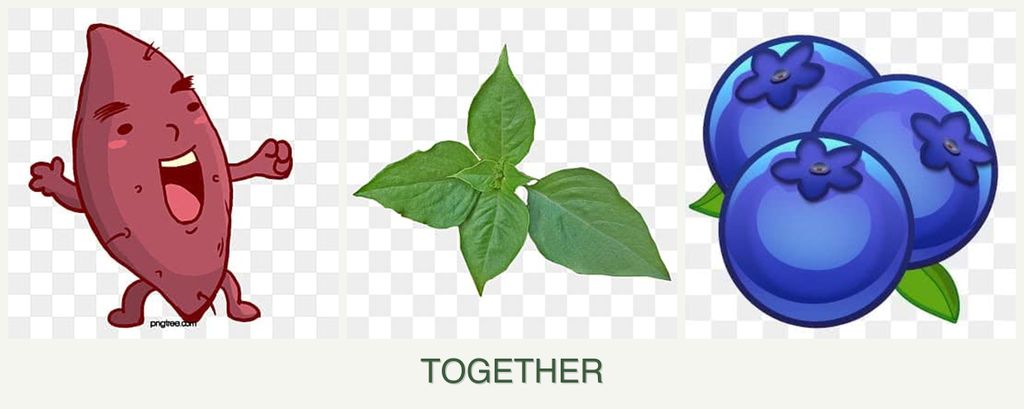 Can you plant sweet potatoes, basil and blueberries together?