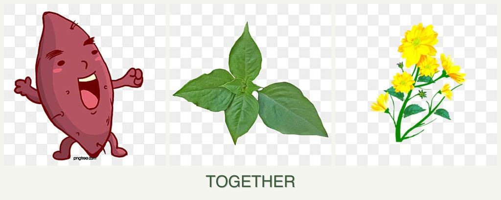 Can you plant sweet potatoes, basil and calendula together?