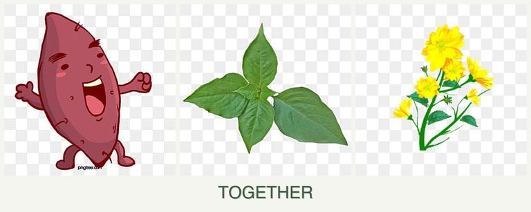 Can you plant sweet potatoes, basil and calendula together?