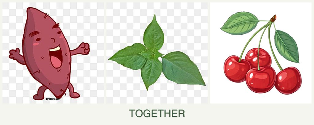 Can you plant sweet potatoes, basil and cherries together?