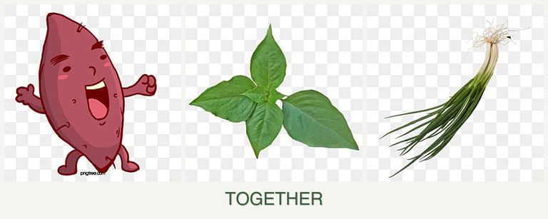 Can you plant sweet potatoes, basil and chives together?