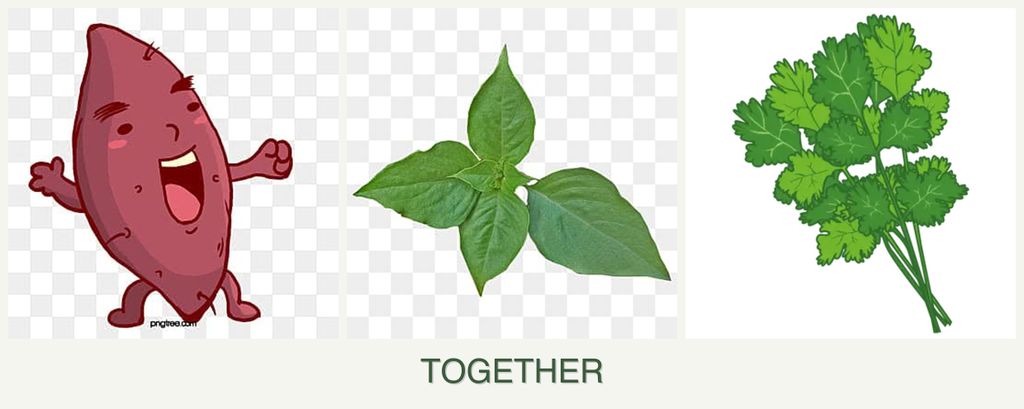 Can you plant sweet potatoes, basil and cilantro together?