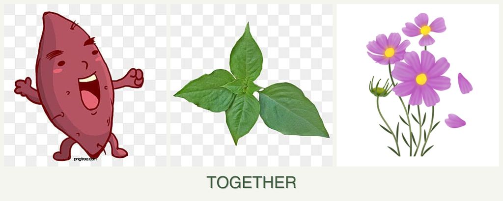 Can you plant sweet potatoes, basil and cosmos together?