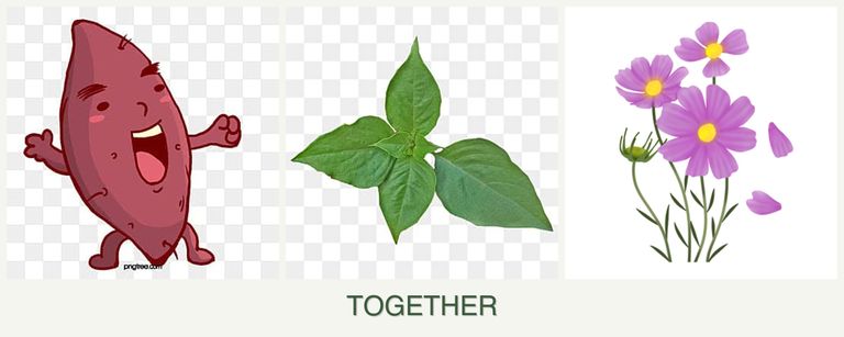 Can you plant sweet potatoes, basil and cosmos together?