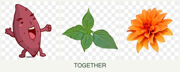 Can you plant sweet potatoes, basil and dahlias together?