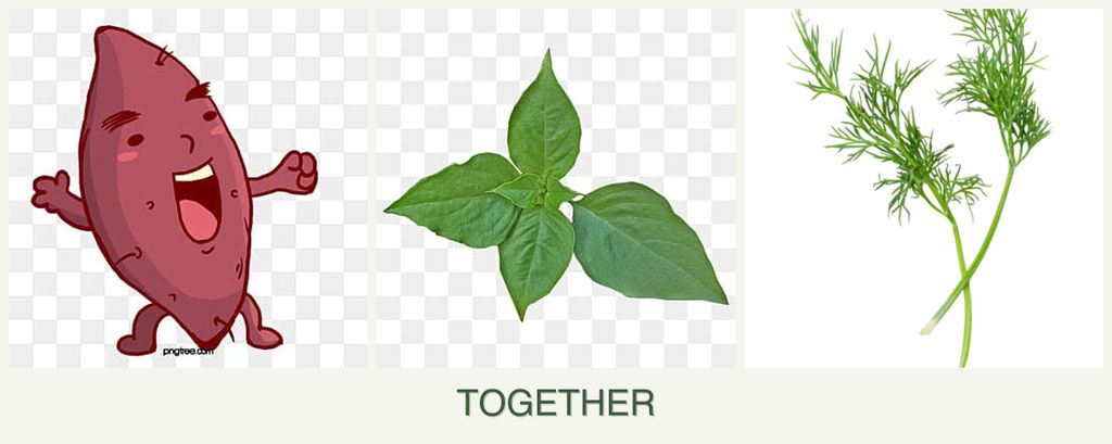 Can you plant sweet potatoes, basil and dill together?