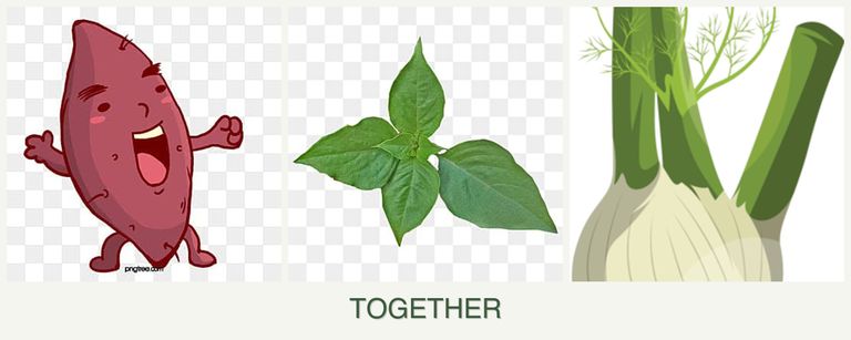 Can you plant sweet potatoes, basil and fennel together?