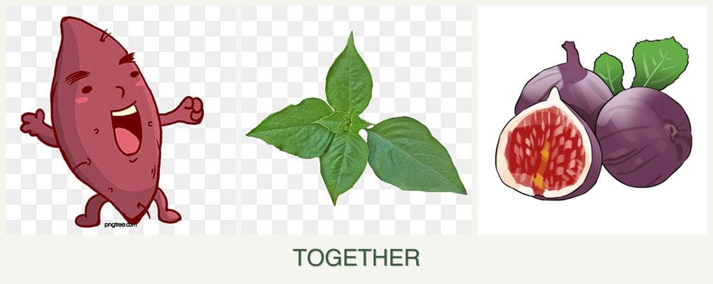 Can you plant sweet potatoes, basil and figs together?