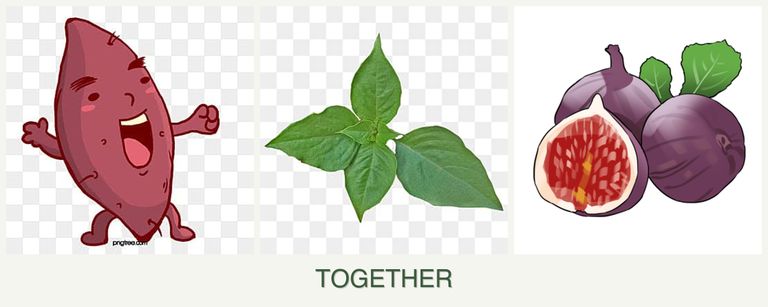 Can you plant sweet potatoes, basil and figs together?
