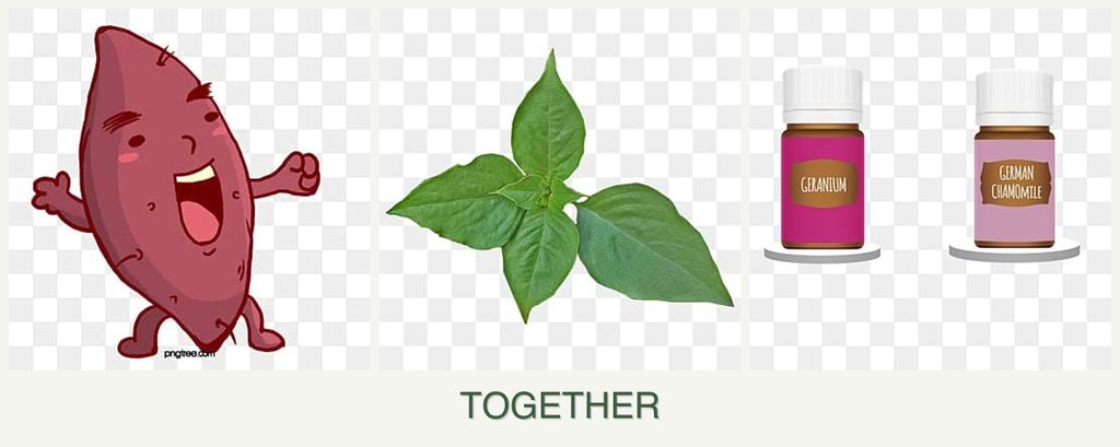 Can you plant sweet potatoes, basil and geraniums together?