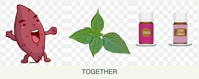 Can you plant sweet potatoes, basil and geraniums together?