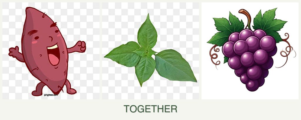Can you plant sweet potatoes, basil and grapes together?