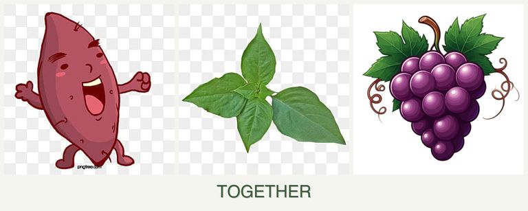 Can you plant sweet potatoes, basil and grapes together?