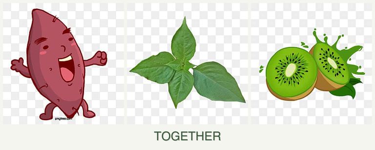Can you plant sweet potatoes, basil and kiwi together?