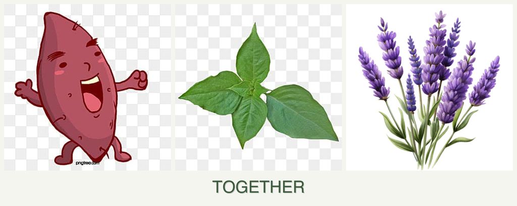 Can you plant sweet potatoes, basil and lavender together?
