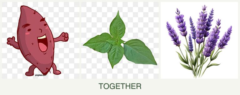 Can you plant sweet potatoes, basil and lavender together?