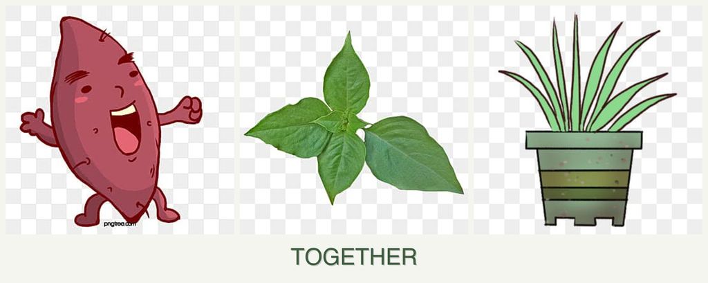 Can you plant sweet potatoes, basil and lemongrass together?