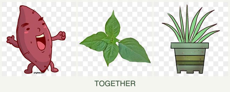 Can you plant sweet potatoes, basil and lemongrass together?