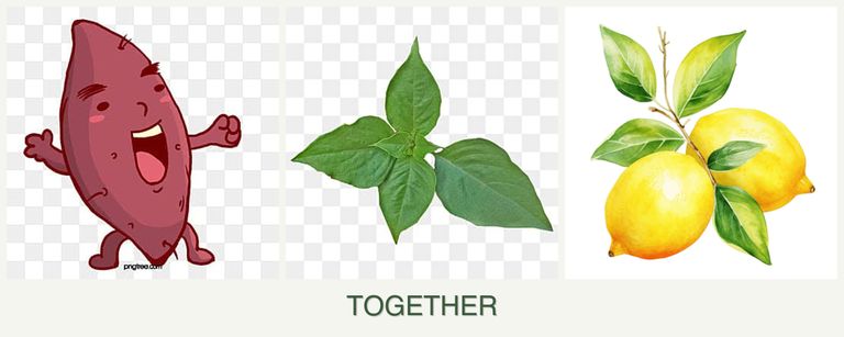 Can you plant sweet potatoes, basil and lemons together?