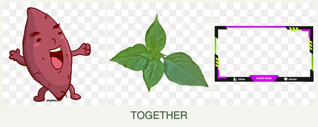 Can you plant sweet potatoes, basil and limes together?