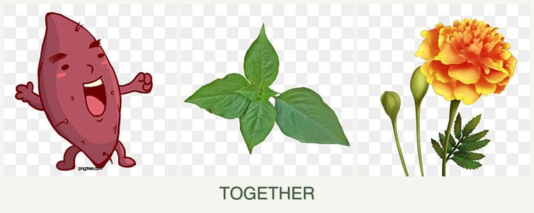 Can you plant sweet potatoes, basil and marigolds together?